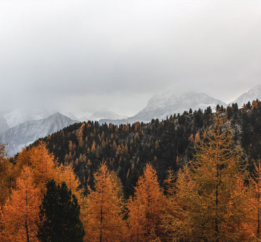 Sustainable Living: Digital Cleansing and Reconnecting